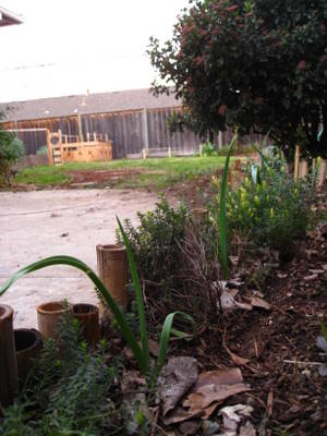 hugelbed January 2009